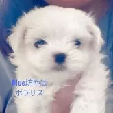 マルチーズ