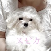 マルチーズ