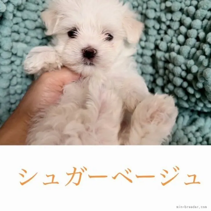 ID：2307-02188の子犬