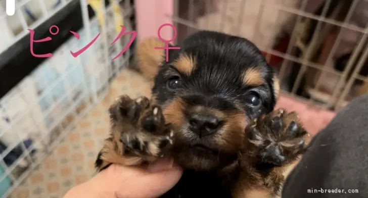 ID:2203-03763の子犬