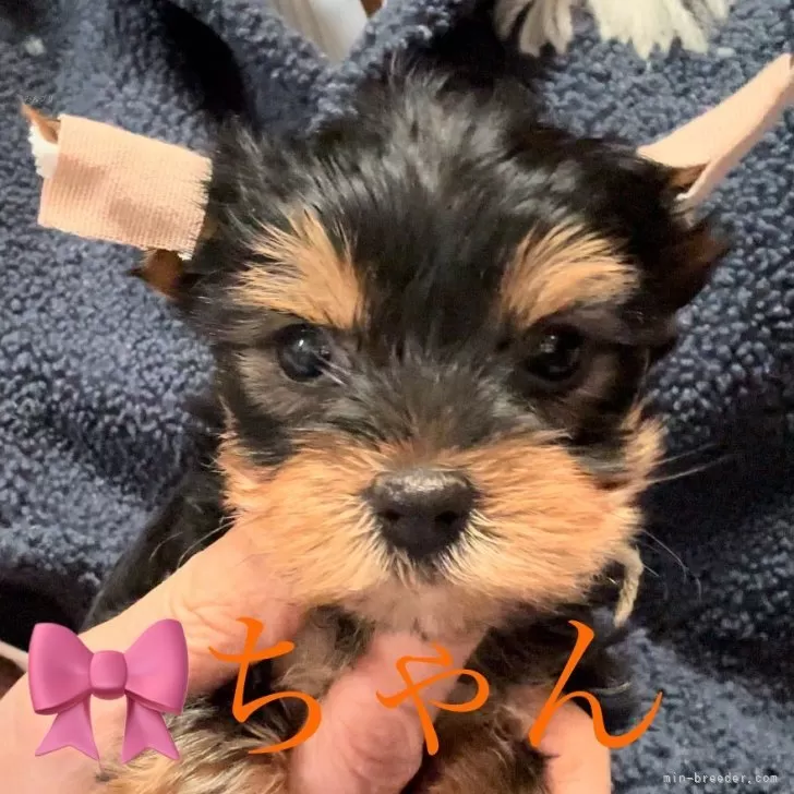 ID：2401-06550の子犬