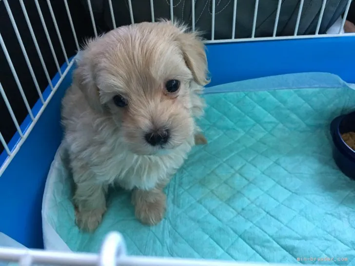 ID：1709-01475の子犬
