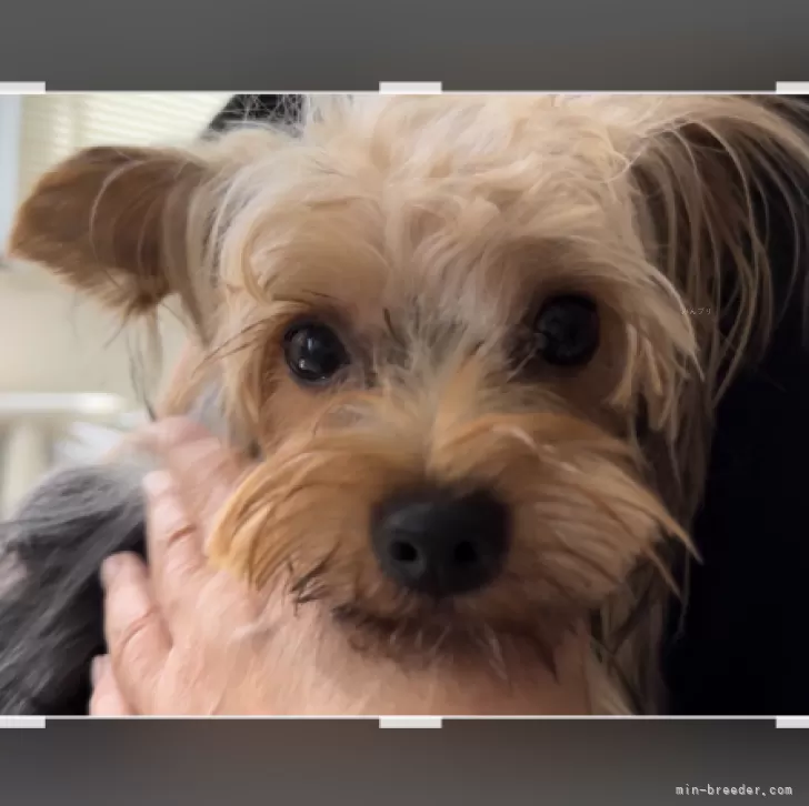 ID：2310-06986の子犬