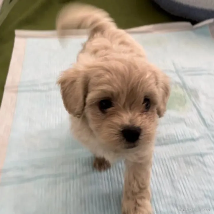 ID:2208-03207の子犬