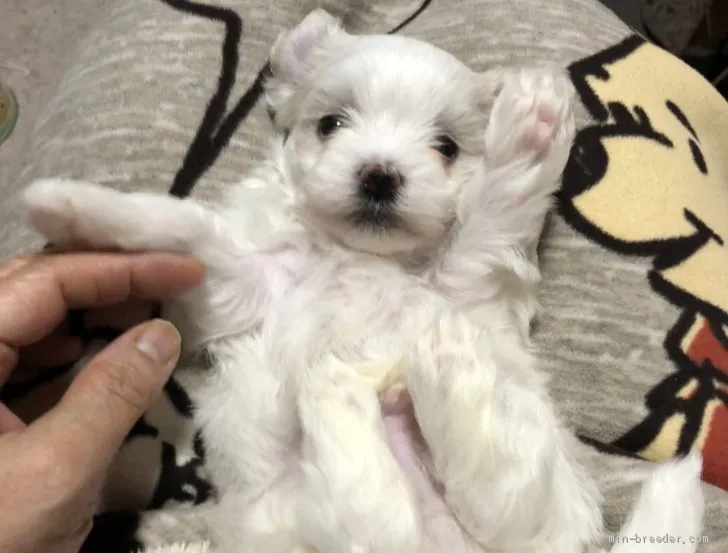 ID：2011-03371の子犬