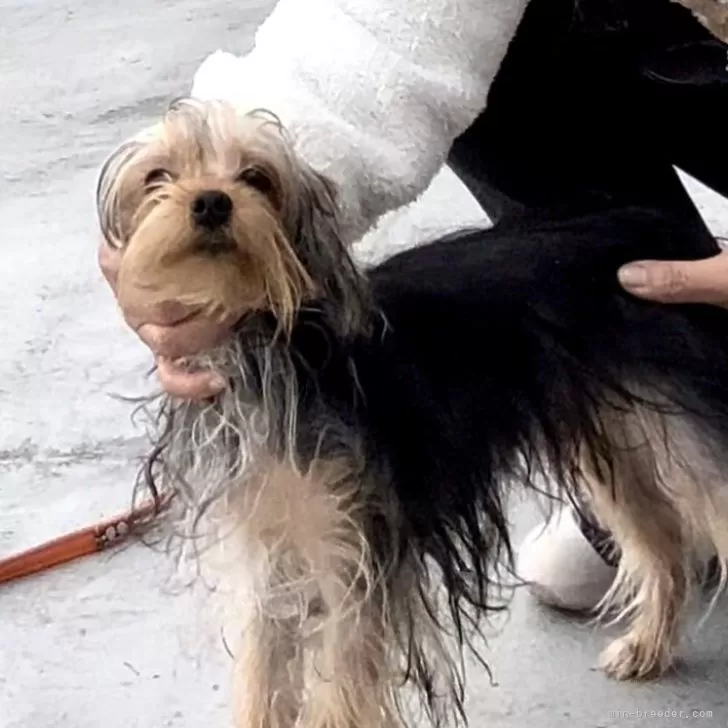 ID：2307-01932の子犬