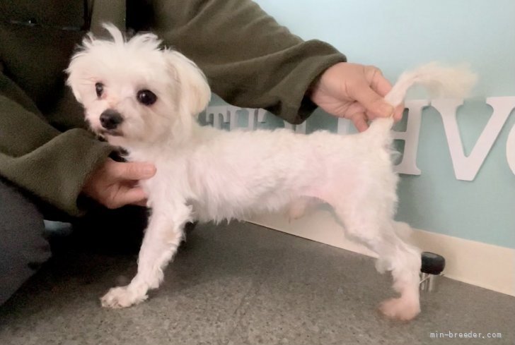 マルチーズ【・男の子・2020年2月8日・WHITE】