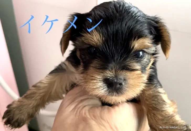 ID:2205-00543の子犬