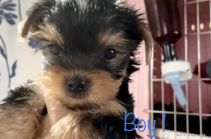 ID:2106-03828の子犬