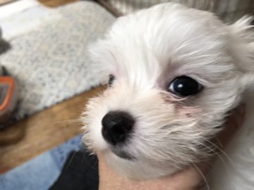 マルチーズ【神奈川県・女の子・2020年1月24日・ホワイト】の写真「人懐っこい子でお顔も可愛い子ですが少し難あり」