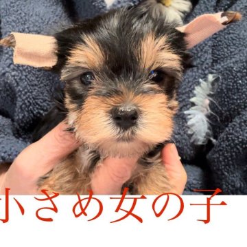 ヨークシャーテリア【神奈川県・女の子・2024年1月5日・スチールブルー&タン】の写真「良血統。両親遺伝子検査クリア。とびきり可愛いお顔」