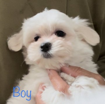 マルチーズ【神奈川県・男の子・2022年3月7日・ホワイト】の写真「ママインターチャンピオン直娘両親遺伝子検査クリア」