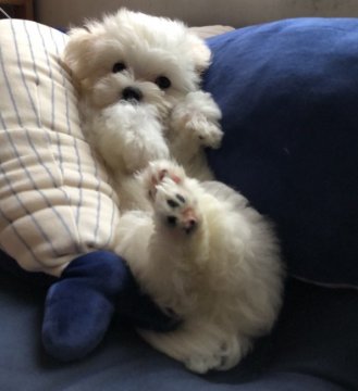 マルチーズ【神奈川県・男の子・2019年6月20日・ホワイト】の写真「パパはインターナショナルチャンピオンのトランプ君」