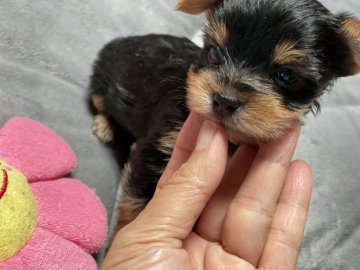 ヨークシャーテリア【神奈川県・女の子・2021年6月13日・スチールブルーアンドタン】の写真「かわいい女の子。この子はPRA発症しません。良血統」