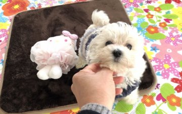 マルプー(マルチーズ&プードル)【神奈川県・女の子・2019年10月4日・クリームよりのアイボリー】の写真「特別クリスマス価格🎄可愛い女の子」