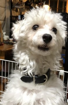 マルプー。パパはマルチーズ&ママはプードル【神奈川県・男の子・2017年11月22日・オフホワイト&ベージュ】の写真「美形イケメン可愛く育ちました。最終価格」