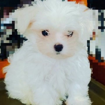 マルチーズ【神奈川県・男の子・2021年5月31日・ホワイト】の写真「ママチャンピオン直子。可愛い男の子」
