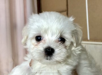 マルチーズ【神奈川県・男の子・2019年6月20日・ホワイト】の写真「パパ日本一犬舎のINT CH.ママJKC CH直子」