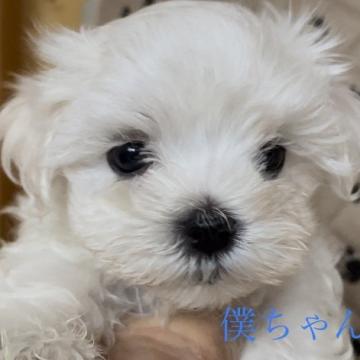 マルチーズ【神奈川県・男の子・2022年9月12日・ホワイト】の写真「ママはアメリカンチャンピオン直娘。パパ代々CH」