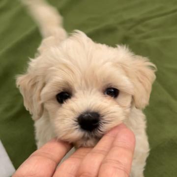 マルプー パパマルチーズママトイプードル【神奈川県・女の子・2022年7月18日・カフェオレ】の写真「紅一点。お目目の大きくふわふわカフェオレ色の女の子」