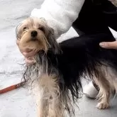 ヨークシャーテリア【神奈川県・男の子・2023年6月6日・スチールブルー&タン】の写真1「2024.01.07体重2.6キロお顔とびきりハンサム君　2024年6月末、現在は2.8キログラム」