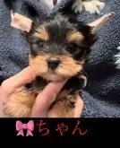 ヨークシャーテリア【神奈川県・女の子・2024年1月5日・スチールブルー&タン】の写真2「お目目大きい」