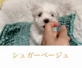 マルチーズ【神奈川県・男の子・2023年6月3日・ホワイト】の写真2