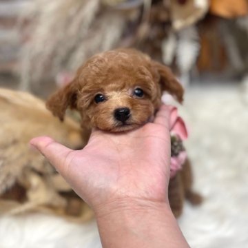トイプードル(タイニー)【鹿児島県・男の子・2025年6月27日・レッド】の写真「2kg~2.5kg予想」