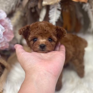 ティーカッププードル【鹿児島県・男の子・2025年7月30日・レッド】の写真「1.5kg～1.7kg予想」