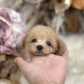 ティーカッププードル