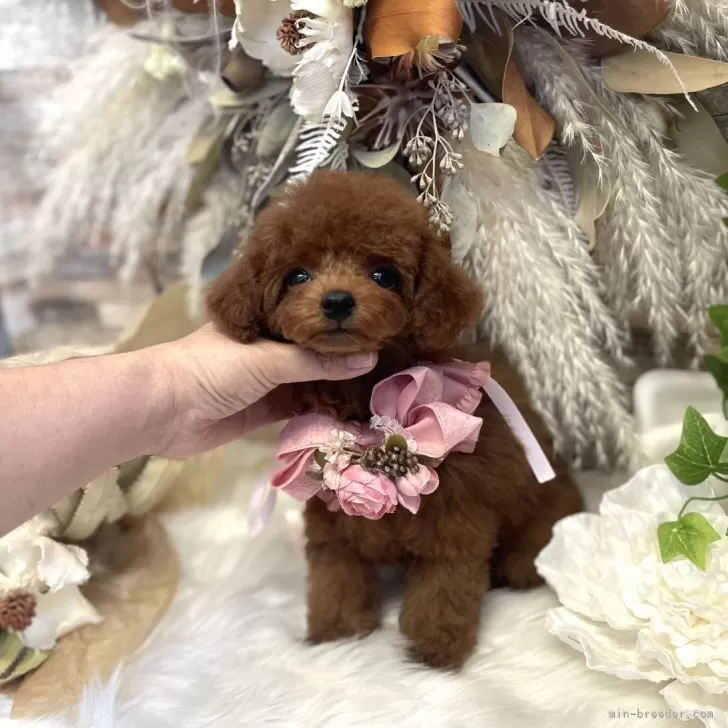 ID：2405-02468の子犬