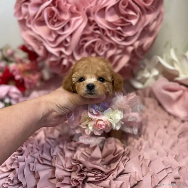 ぽんママ 様のお迎えした子犬