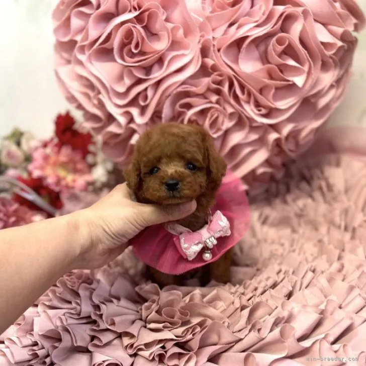 ユリ 様のお迎えした子犬