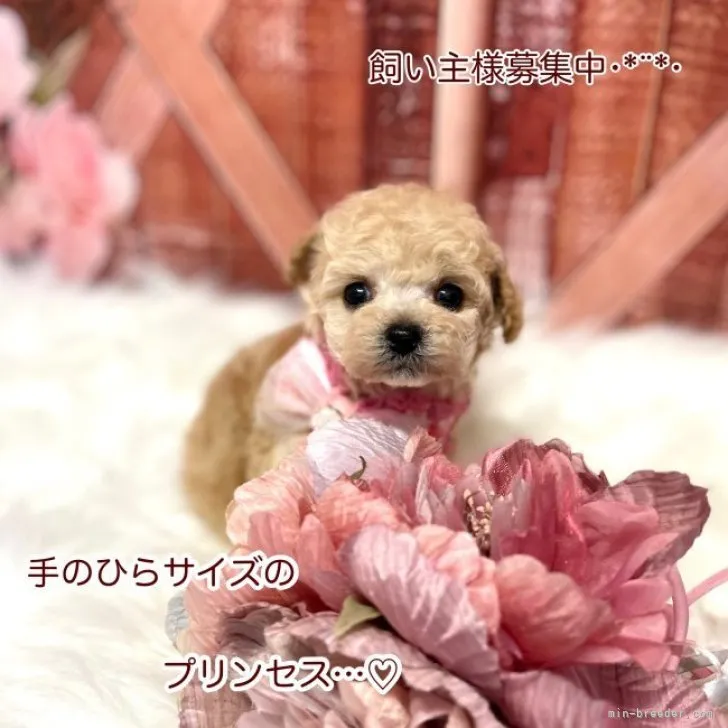 Y.Ｉ 様のお迎えした子犬