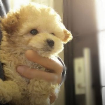 トイプードル(ティーカップ)【鹿児島県・男の子・2020年11月12日・クリーム】の写真「1.8キロから2キロ予想」