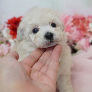 トイプードル(タイニー)【鹿児島県・女の子・2019年12月20日・ホワイト】の写真「2キロ前後予想の女の子♪」