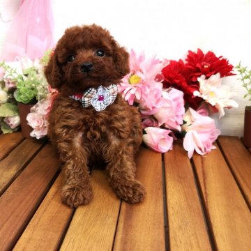 トイプードル(タイニー)【鹿児島県・男の子・2018年7月30日・レッド】の写真「タイニーサイズ大きめ」