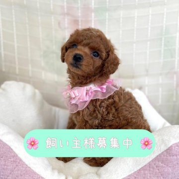 トイプードル(タイニー)【鹿児島県・男の子・2022年3月23日・レッド】の写真「1.5キロ~1.8キロ予想の男の子」