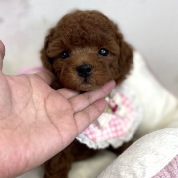 トイプードル(タイニー)【鹿児島県・男の子・2021年8月1日・レッド】の写真「タイニーサイズ予定の王子ｸﾝ」