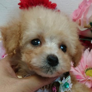 トイプードル(タイニー)【鹿児島県・女の子・2017年8月23日・アプリコット】の写真「タイニー小さめ予想の女の子」