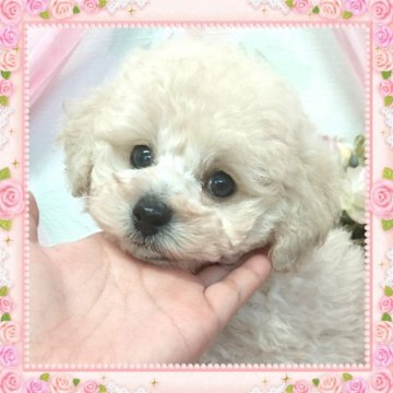 トイプードル(タイニー)【鹿児島県・男の子・2017年11月14日・クリーム】の写真「ビー玉の様なクリクリオメメ」