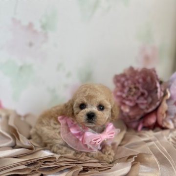 トイプードル(ティーカップ)【鹿児島県・女の子・2021年9月5日・クリーム】の写真「1.5キロ~1.8キロ予想の女の子」