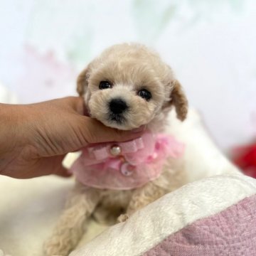 トイプードル(ティーカップ)【鹿児島県・男の子・2021年9月5日・クリーム】の写真「1.5キロ~1.8キロ予想の男の子」