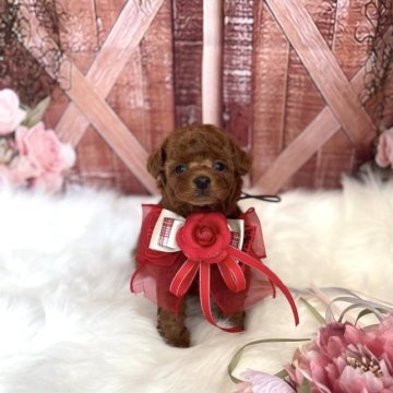 トイプードル(タイニー)【鹿児島県・男の子・2023年3月18日・レッド】の写真「クリクリしたお目目がチャームポイント♡」