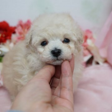 トイプードル(タイニー)【鹿児島県・女の子・2019年12月20日・ホワイト】の写真「1.8キロ～2キロ前後予想の女の子♪」