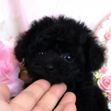 トイプードル(タイニー)【鹿児島県・女の子・2020年5月4日・ブラック】の写真「キラキラおメメ♪1.8キロから2キロ予想の女の子」