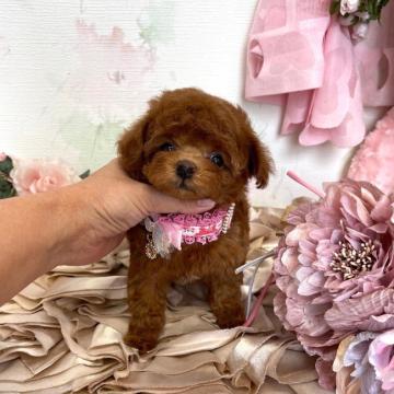 トイプードル(タイニー)【鹿児島県・女の子・2022年9月30日・レッド】の写真「1.8kg~2kg前後予想」
