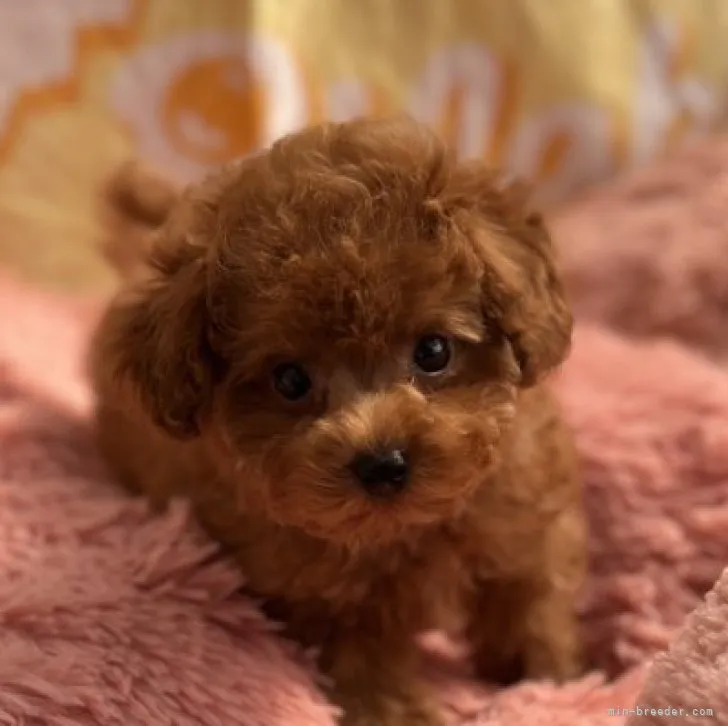 トシオ 様のお迎えした子犬