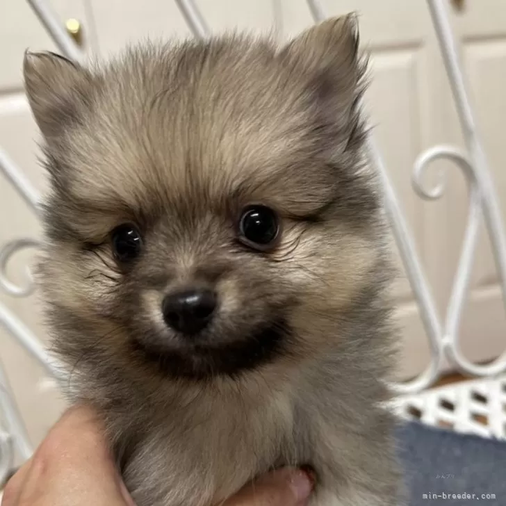 ID：2412-05535の子犬