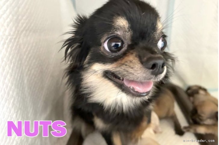 チワワ(ロング)【・女の子・2022年9月26日・ブラックタン＆ホワイト】「とっても可愛いお顔で性格も穏やかで良い子です♡」